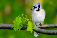 Photo of a Blue Jay sitting on a tree limb.